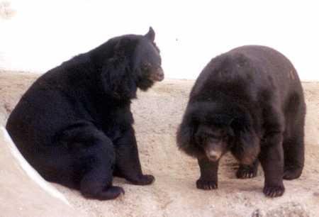 blackbearlahore.jpg