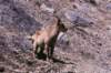 ibexfemale_small.jpg