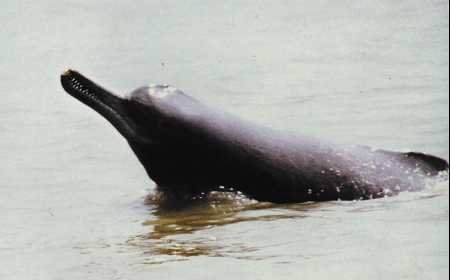 indusdolphin.jpg