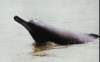 indusdolphin_small.jpg