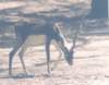 lalsoanranblackbuck_small.jpg
