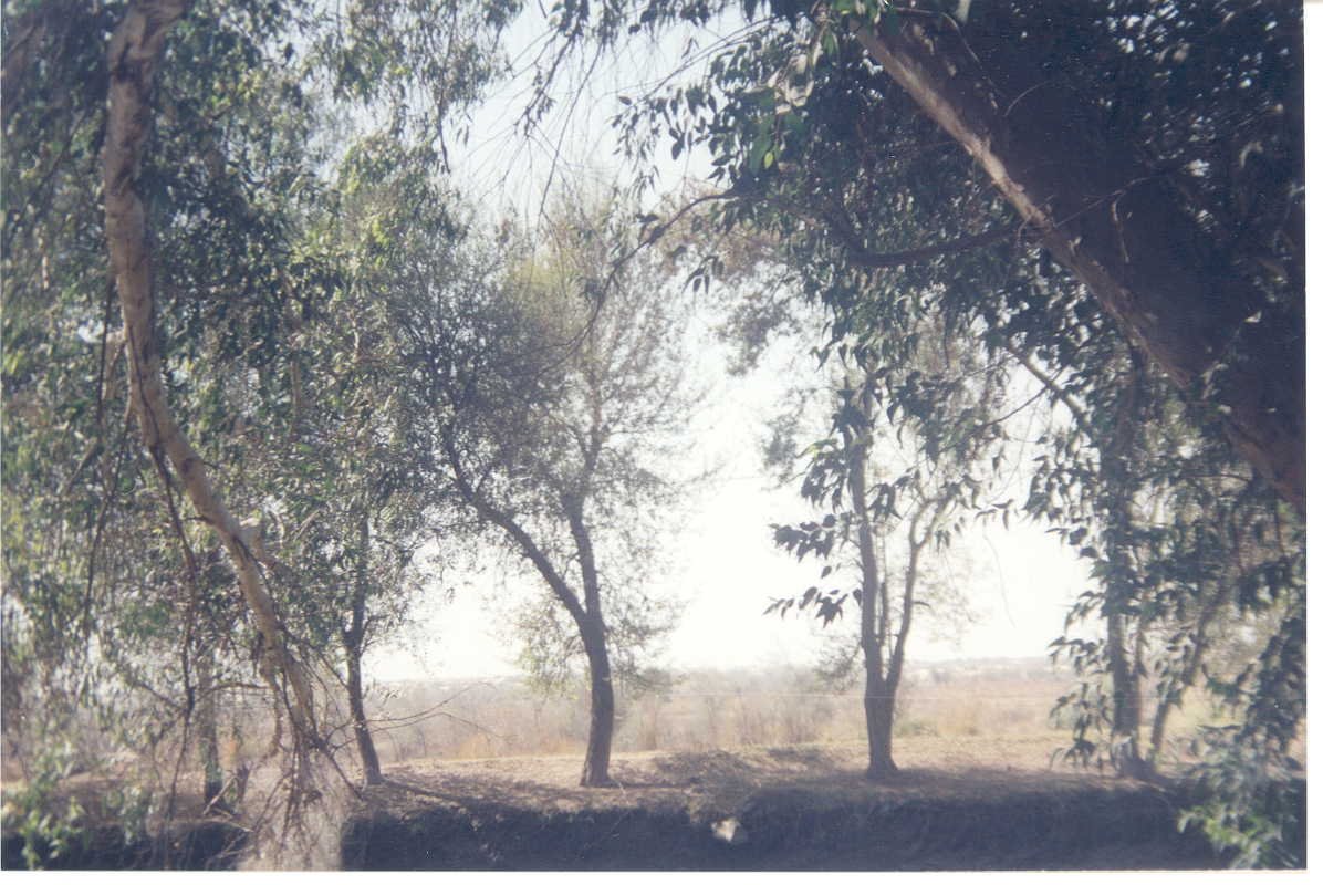 lalsohanranparkbahawalpur.jpg