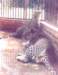 leopardsislamabadzoo_small.jpg