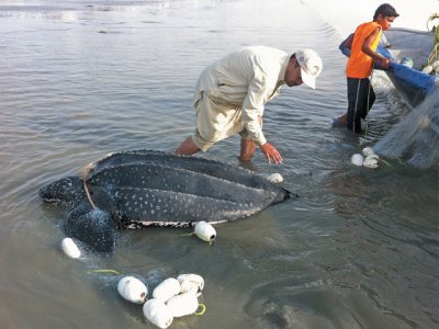 Leatherback turtle spotted for the first time at Gwadar